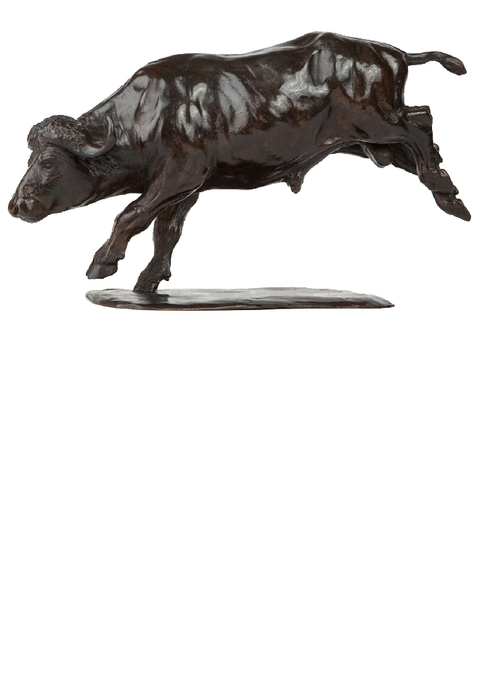 galloping-buffalo-damien-colcombet