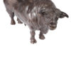 Damien Colcombet bronze Coquet Charolais Bull