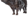 Damien Colcombet bronze Coquet Charolais Bull