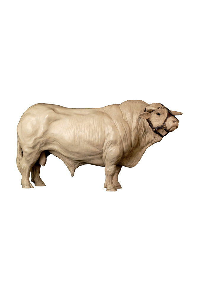 Damien Colcombet, Coquet, Great Charolais Bull