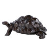 tortue-geante-daldabra