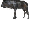 blue-wildebeest -damien-colcombet