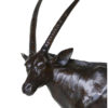 oryx-damien-colcombet
