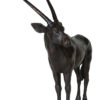 oryx-damien-colcombet