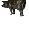 boar-pig-damien-colcombet