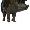 boar-pig-damien-colcombet