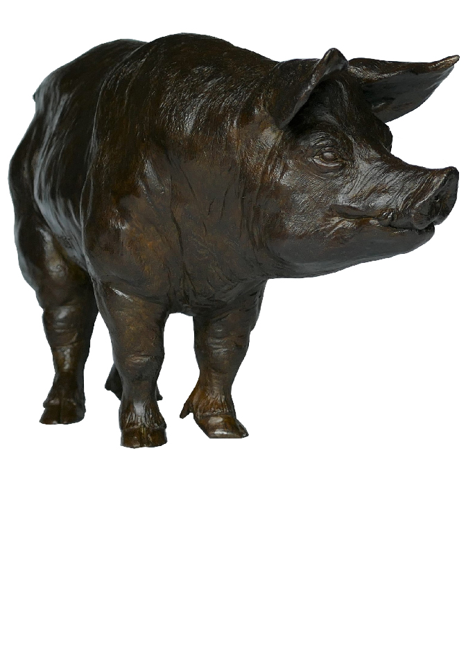 boar-pig-damien-colcombet