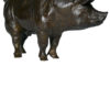 boar-pig-damien-colcombet