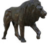 Damien Colcombet-Grand lion marchant