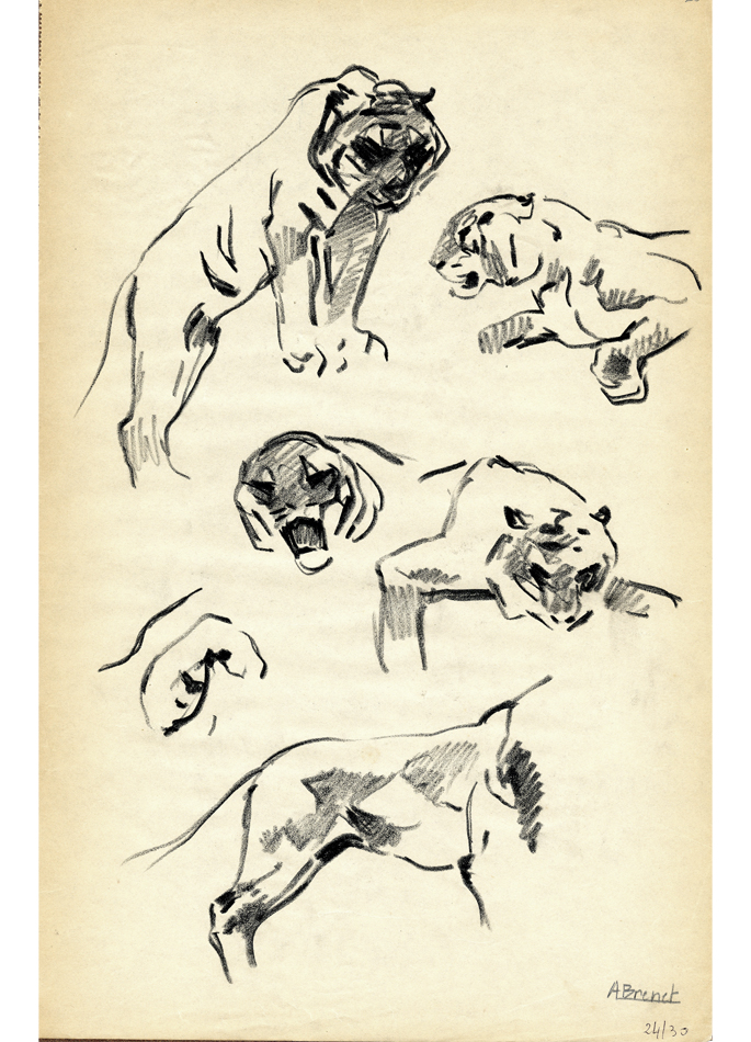 Albert Brenet drawing The Tigres. Studies