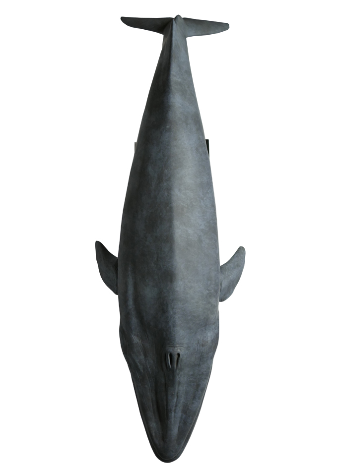 Damien Colcombet bronze Blue Whale