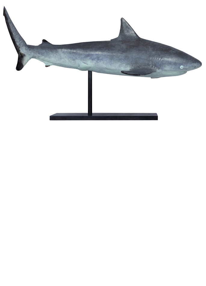 Damien Colcombet bronze Grey Reef Shark