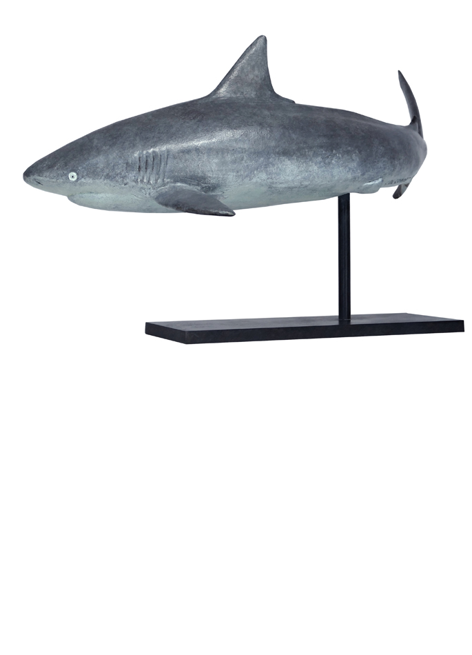 Damien Colcombet bronze Requin gris des récifs