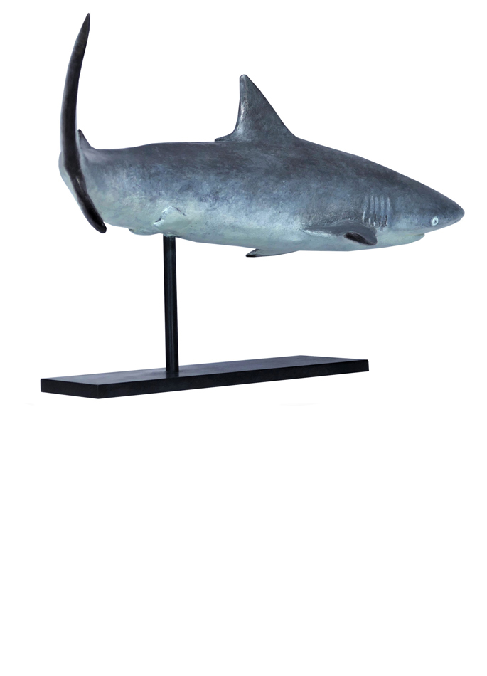 Damien Colcombet bronze Requin gris des récifs