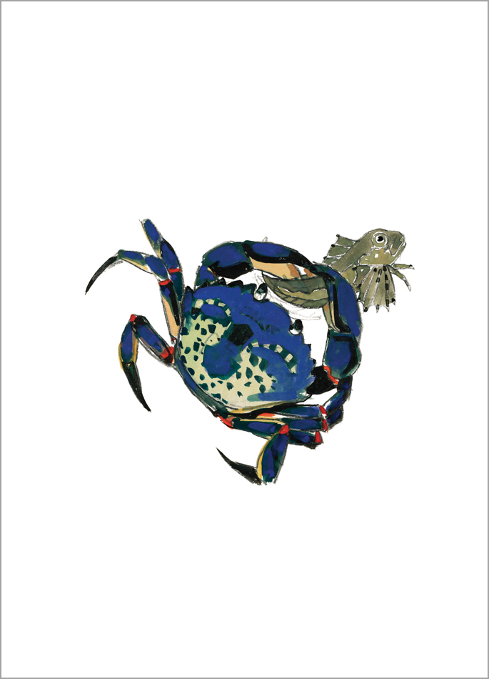 1839 GRAVURE AQUARELLÉE Serpule Siagone Annélide Insecte