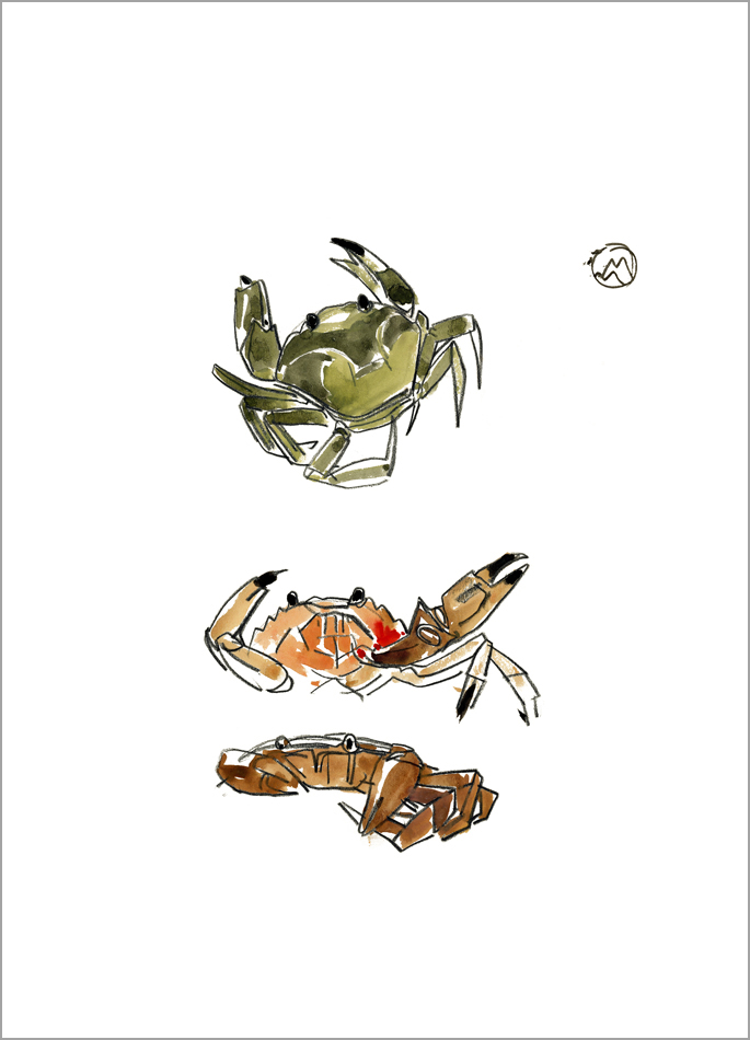 Mathurin Méheut estampe Le Crabe enragé ou Crabe vert, prédateur "Regarde..." Colette