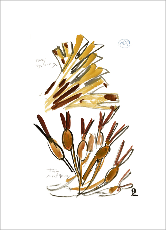 Mathurin Méheut print Bladder Wrack and Ascophylla Colette