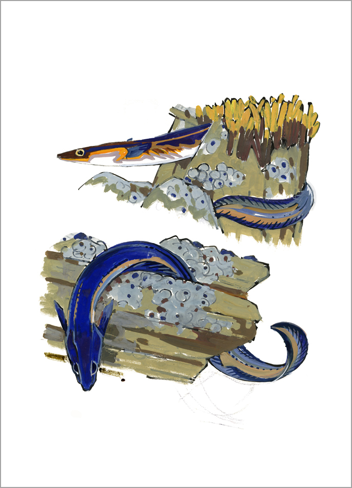 Mathurin Méheut print The Young Conger eel Colette