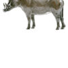 Warthog
