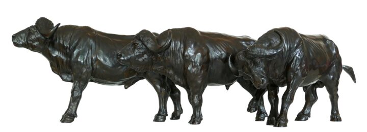 Trois Buffles d'Afrique de l'Est – Image 2