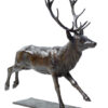 Damien Colcombet Grand cerf courant sculpture animalière bronze