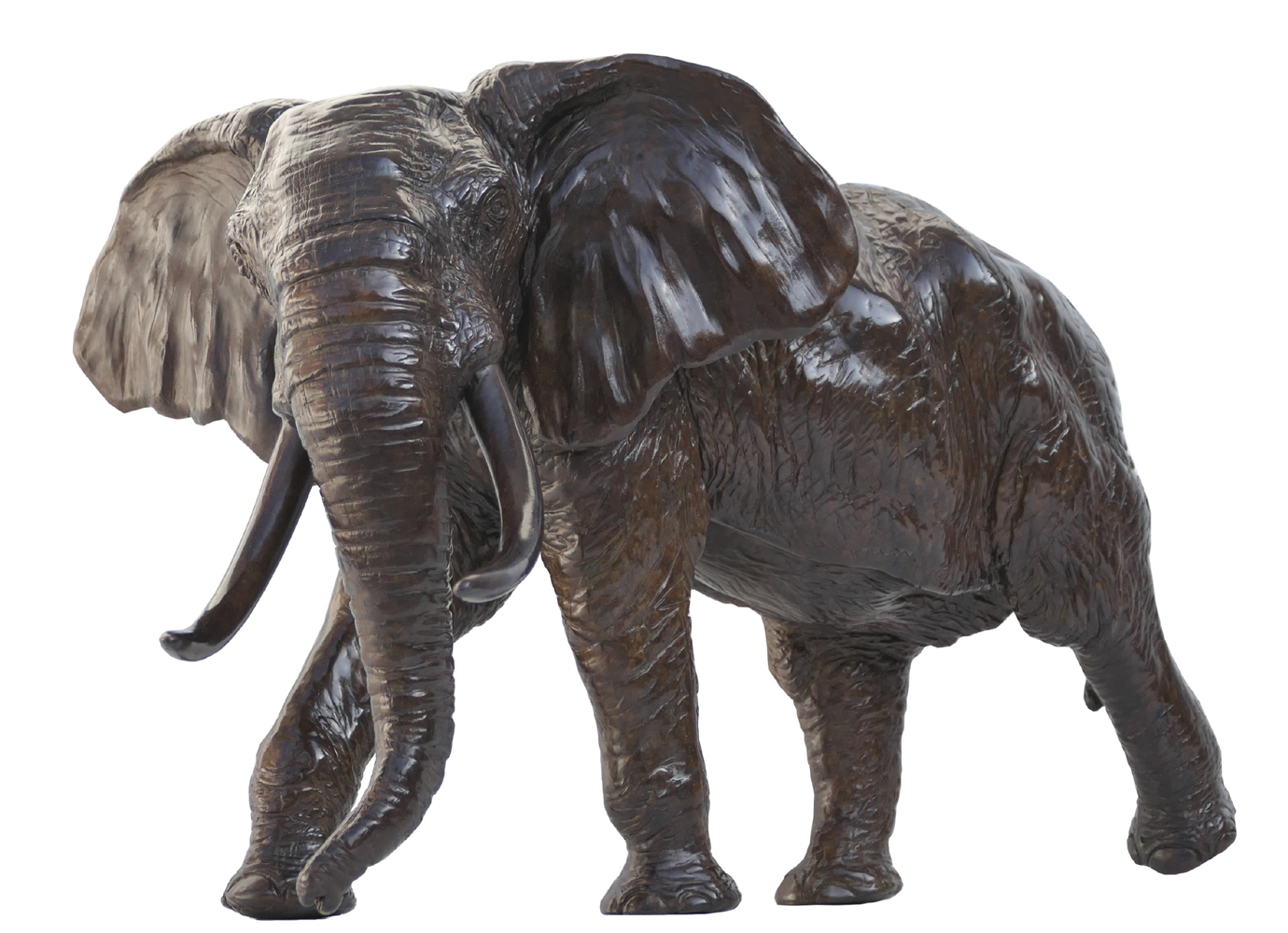 Damien Colcombet Éléphant d'Afrique chargeant tête tournée bronze sculpture