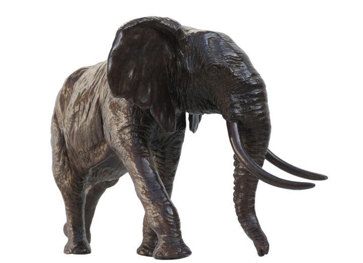 Damien Colcombet Éléphant d'Afrique chargeant tête tournée bronze sculpture
