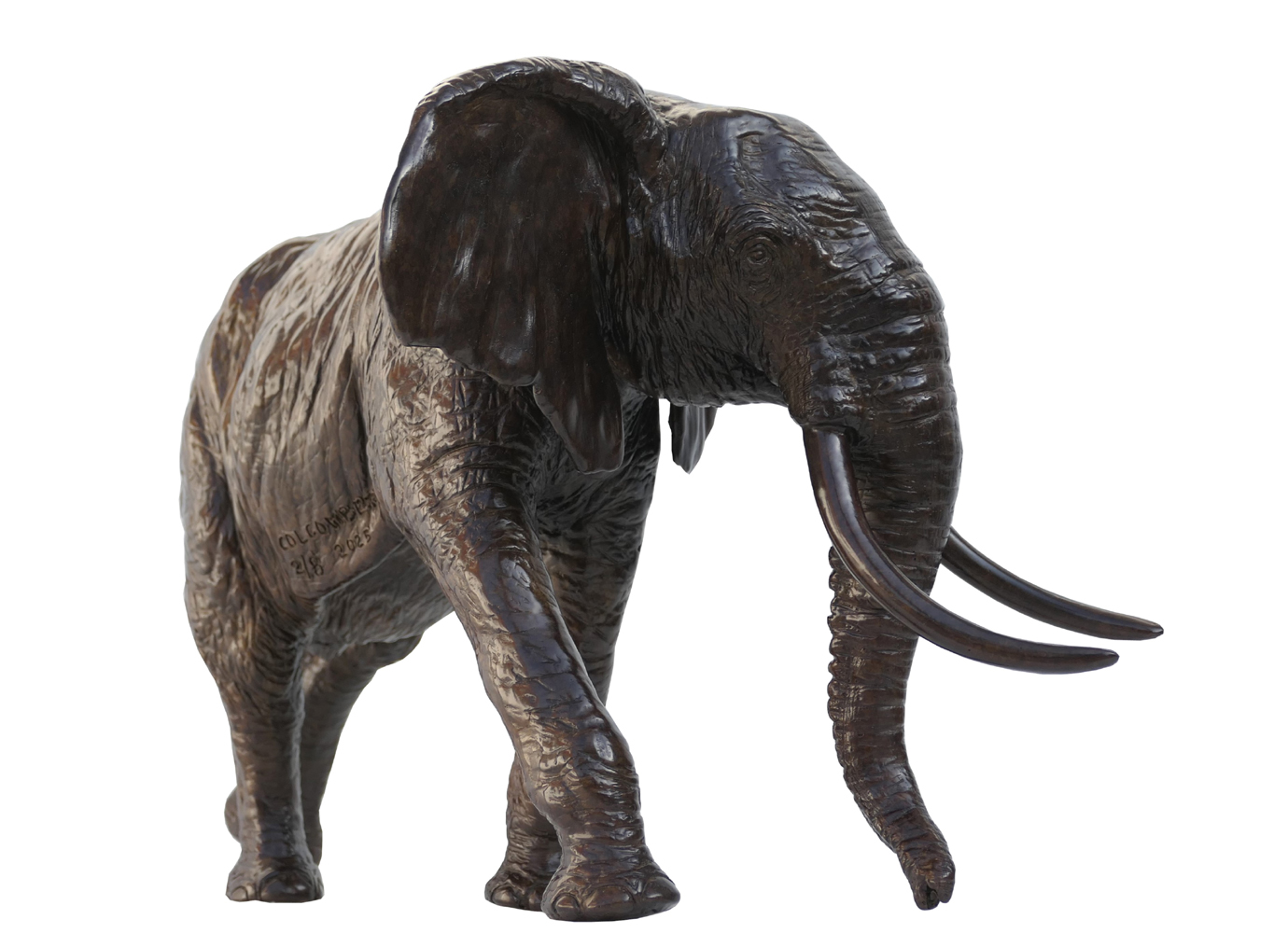 Damien Colcombet Éléphant d'Afrique chargeant tête tournée bronze sculpture