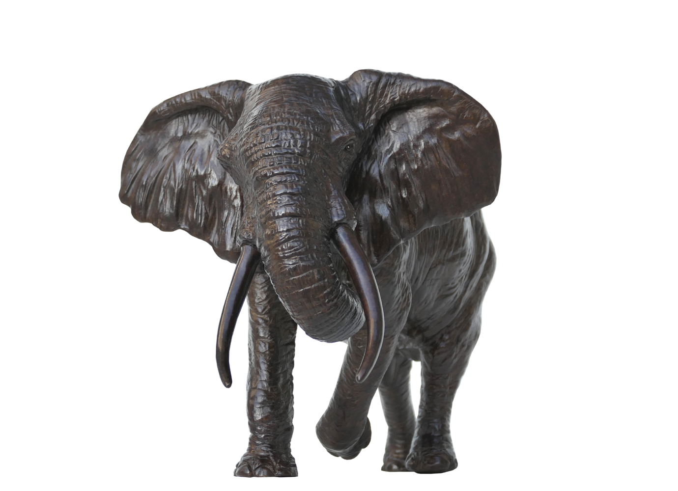 Damien Colcombet Éléphant d'Afrique chargeant trompe enroulée bronze sculpture