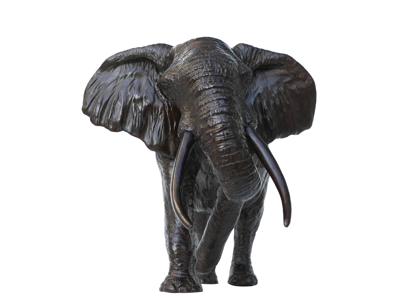 Damien Colcombet Éléphant d'Afrique chargeant trompe enroulée bronze sculpture