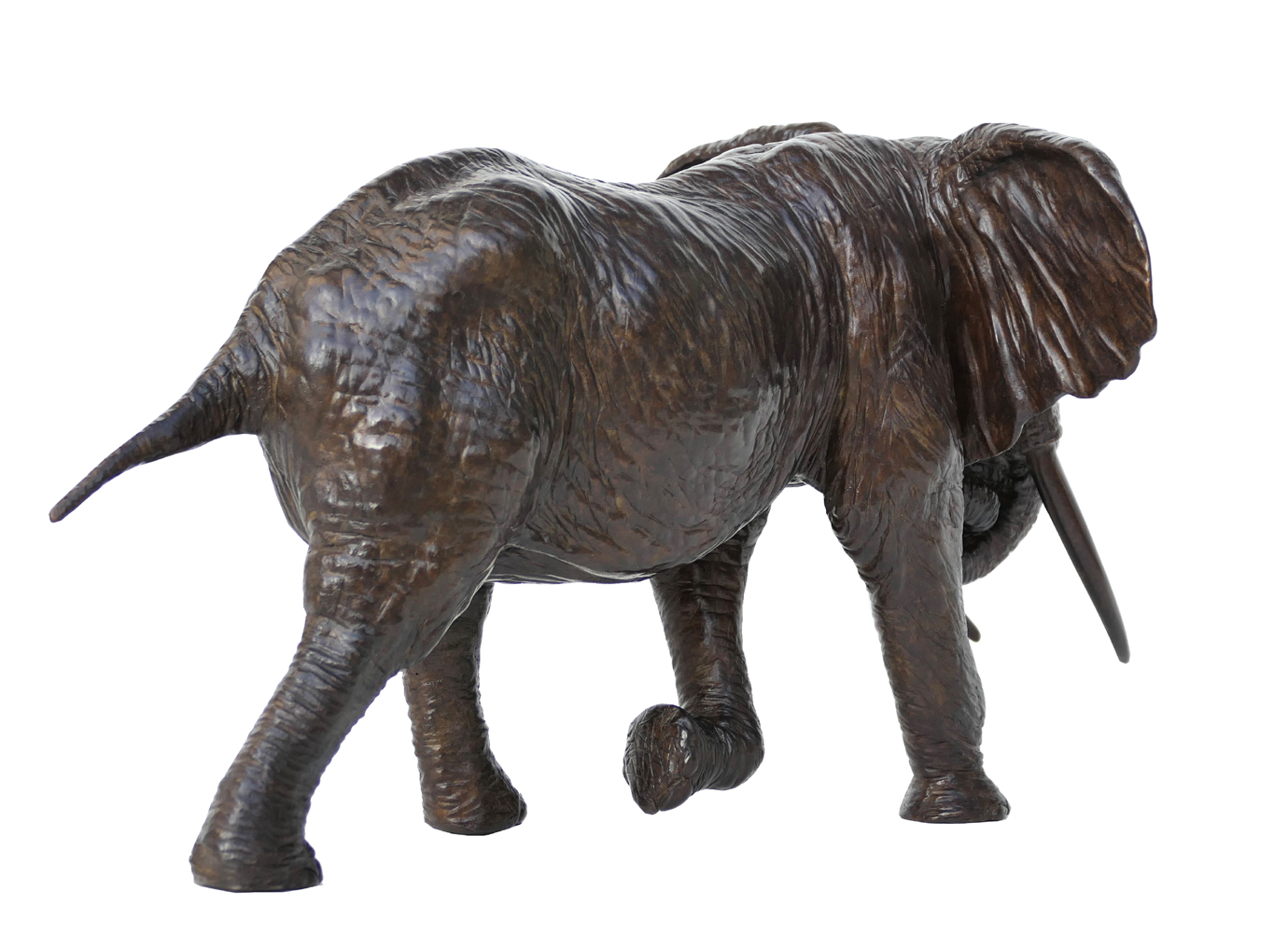 Damien Colcombet Éléphant d'Afrique chargeant trompe enroulée bronze sculpture